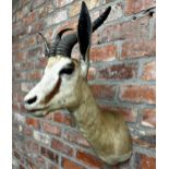 Taxidermy - Springbok head with glass eyes and ribbed antlers, 63cm h x 30cm w x 43cm d