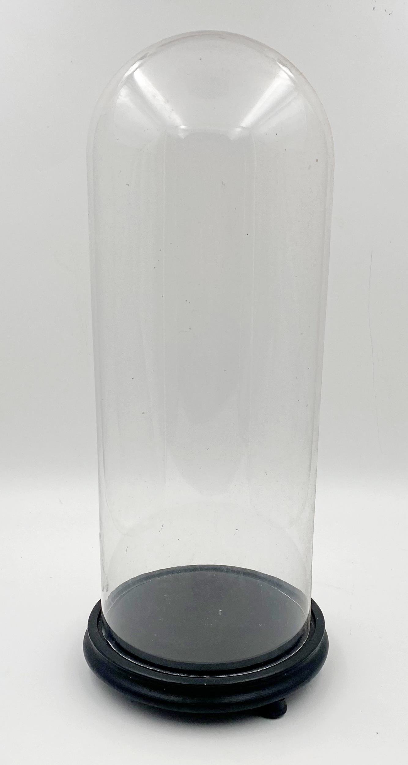 Victorian glass on an ebonised plinth base, 50 x 21cm