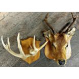 Taxidermy - mounted fawn head with glass eyes upon wooden shield board, 50cm h x 35cm w x 31cm d,