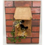 Taxidermy - Pair of Blue Tits, in a bird box on composite red brick wall, 51 x 40cm