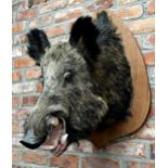 Taxidermy - Large wild boar head, with open mouth teeth and tongue, on wooden shield, 60cm high x