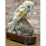 Taxidermy - Barn Owl, early 20th century, perched on a mossy log under a glass dome on a flame