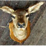 Taxidermy - A mounted doe head with glass eyes upon wooden shield board, 47cm w x 55cm H x 48cm d