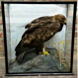 Taxidermy - Golden Eagle possibly by John Macpherson, in a glazed case in naturalistic setting, 71 x