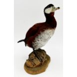 Taxidermy - Ruddy Duck perched on driftwood, 31cm high