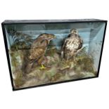 Taxidermy - Good cased Common and Rough Legged Buzzard by James Gardner of Oxford Street, London,