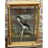 Taxidermy - Sparrow hawk, in a four sided glass case with turned columns, naturistic setting perched