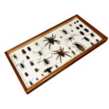 Taxidermy - Impressive Edwardian specimen display of spiders, bugs and beetles, to include