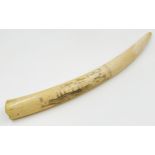 Taxidermy - Antique walrus tusk, with engravings inscribed 'New York, A Prospect, The Battery', with