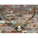 Taxidermy - A partial mounted stag skull and antlers upon wooden shield back, 67cm w x 63cm h x 31cm