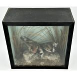 Taxidermy - Cased pair of Turnstones, perched on rocks in a naturalistic setting, ebonised case,