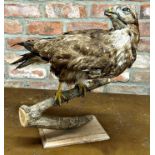 Taxidermy - French Hawk, on branch and plinth, 45cm high x 45cm wide