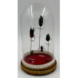 Taxidermy - Five beetles raised on graduated sticks, under a glass dome, 34cm high