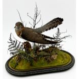 Taxidermy - Common Cuckoo, perched on a mossy branch in a naturalistic setting, under an oval