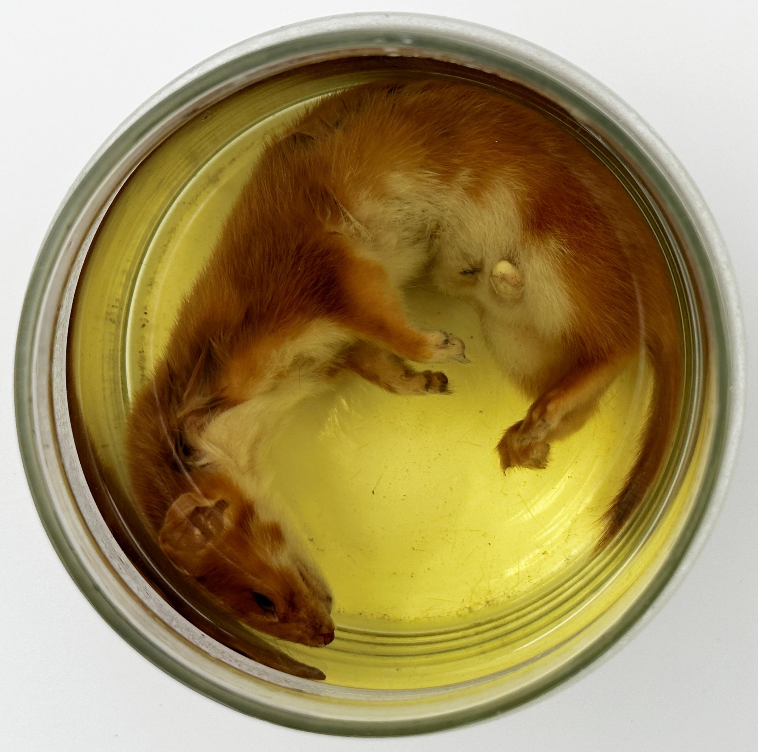 Taxidermy Weasel in a glass jar with formaldehyde, 14cm high