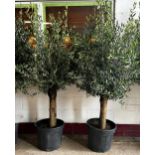 Pair of Good Mediterranean 35 year old olive trees, Height 240cm (approx)