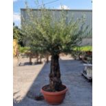 A good large 80 year old olive tree, 240cm high approx