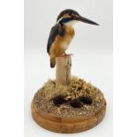 Taxidermy - Kingfisher, perched on a mossy stump under a glass dome, 27cm high