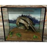 Taxidermy - Cased Buzzard with caught rabbit, the display case with simulated mound, 63cm h x 71cm w