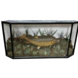 Taxidermy - Carp in a naturalistic setting, in a glazed case with canted corners, 47 x 91cm