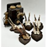 Vintage wall hanging telephone ringing on bells together with five sets of roe deer antlers on