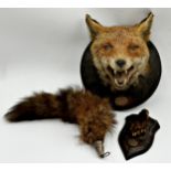 Rowland Ward taxidermy fox mask with silver plaque inscribed A.D.LS, Essex Hunt, Killed Canfield