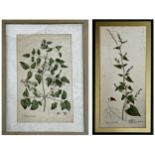 19th century school - Two botanical studies 'Clematis Vitalba' and 'Polygonum Convolvuluis'.