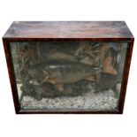 Taxidermy - Perch in a naturalistic setting, in a good mahogany and glazed case, 34 x 46cm