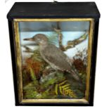 Taxidermy - Woodpecker, in a glazed case with foliage, 36 x 29cm