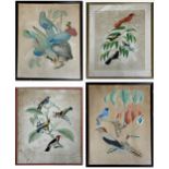 19th century school - Four ornithological studies of exotic birds, hand coloured prints, the largest