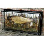 Taxidermy - A cased trout diorama, G.H.Tyler, Watford, 80cm w x 44cm h x 15cm d