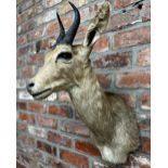 Taxidermy - Reedbuck head with glass eyes and two small antlers, 62cm h x 31cm w x 39cm d