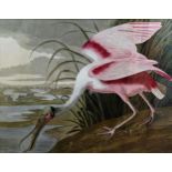 After John James Audubon - 'Roseate Spoonbill', colour print, 54 x 76, framed