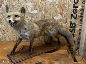 Taxidermy-Study of a standing fox upon an oak plinth base, 84cm long