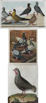 Jean Bungartz (1854-1935) - Study of pigeons, lithograph, 21 x 34cm, framed, with a Ludlow print