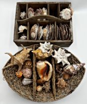 Large collection of various shells in a segmented wooden box and basket (collection)