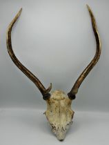 Taxidermy- Stag skull and antlers, 60cm high