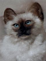 20th century school - bust portrait of a Siamese cat, unsigned, oil on canvas laid on board, 18 x