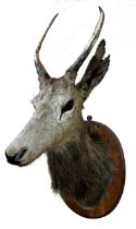 Taxidermy - Deer head and neck mount with glass eyes upon a mahogany shield plaque, 90cm high