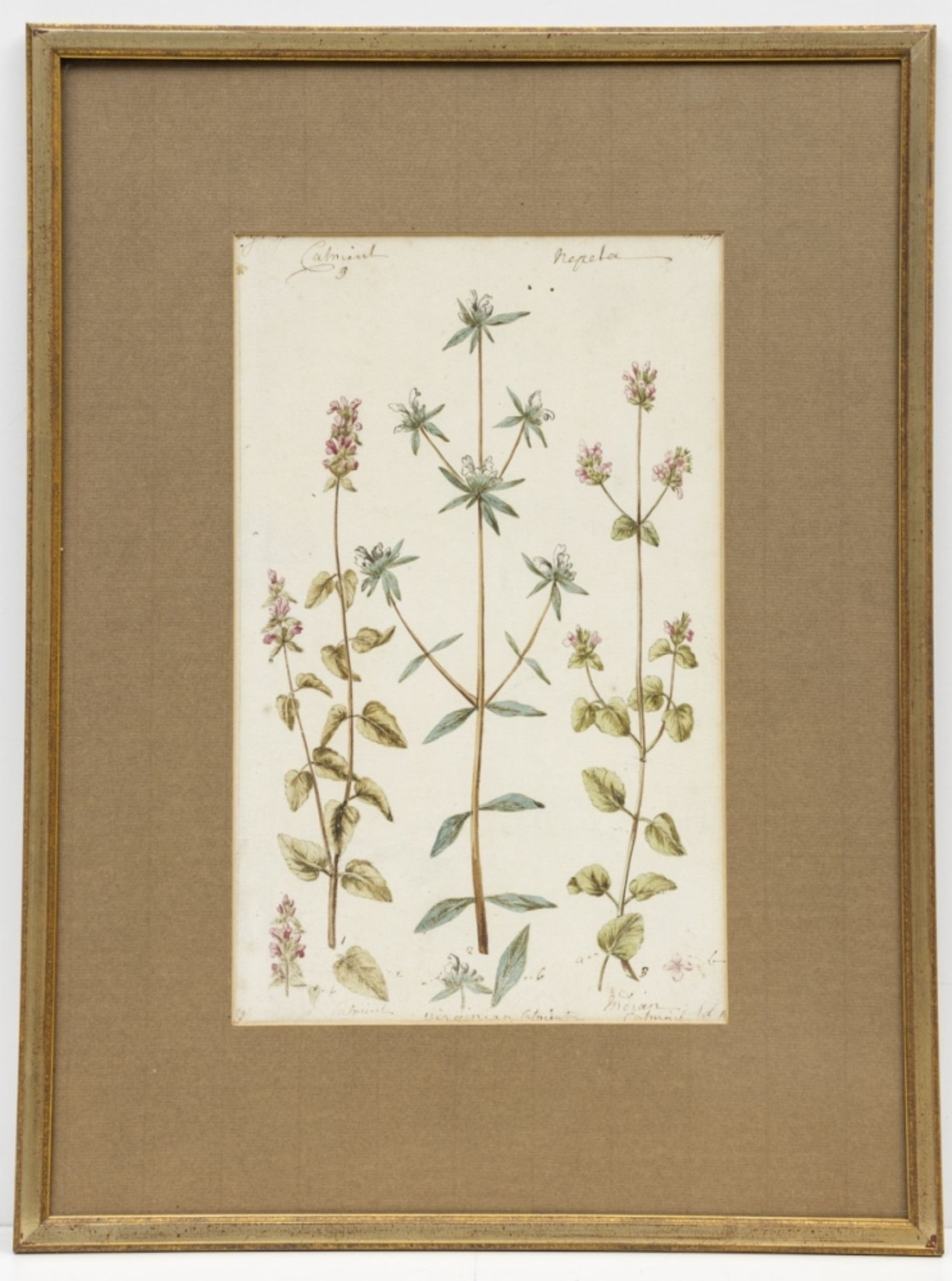 Englischer Künstler um 1800, 7 Pflanzen-Aquarelle - Bild 5 aus 15