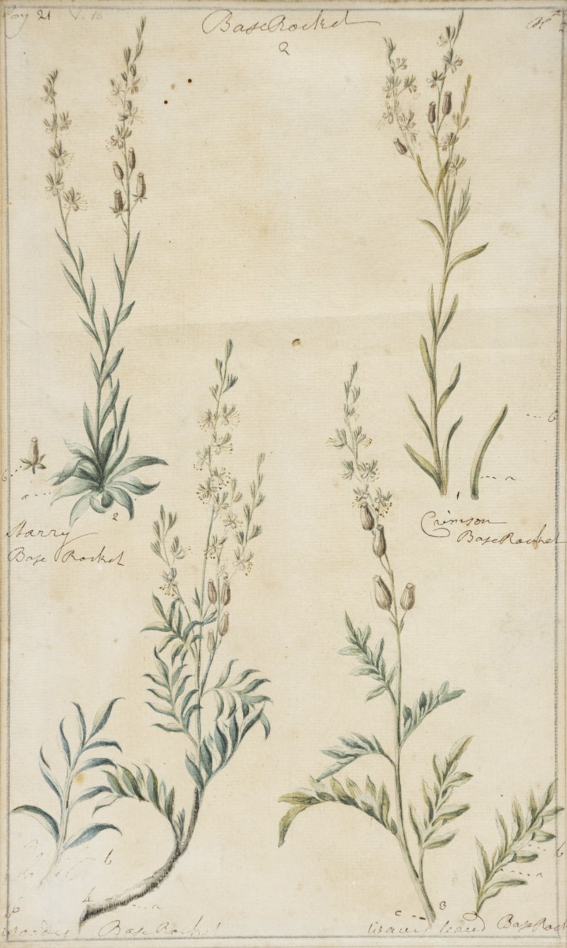 Englischer Künstler um 1800, 7 Pflanzen-Aquarelle - Bild 6 aus 15