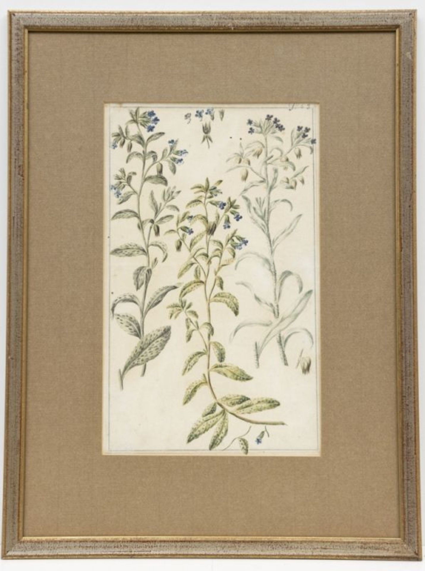 Englischer Künstler um 1800, 7 Pflanzen-Aquarelle - Bild 9 aus 15