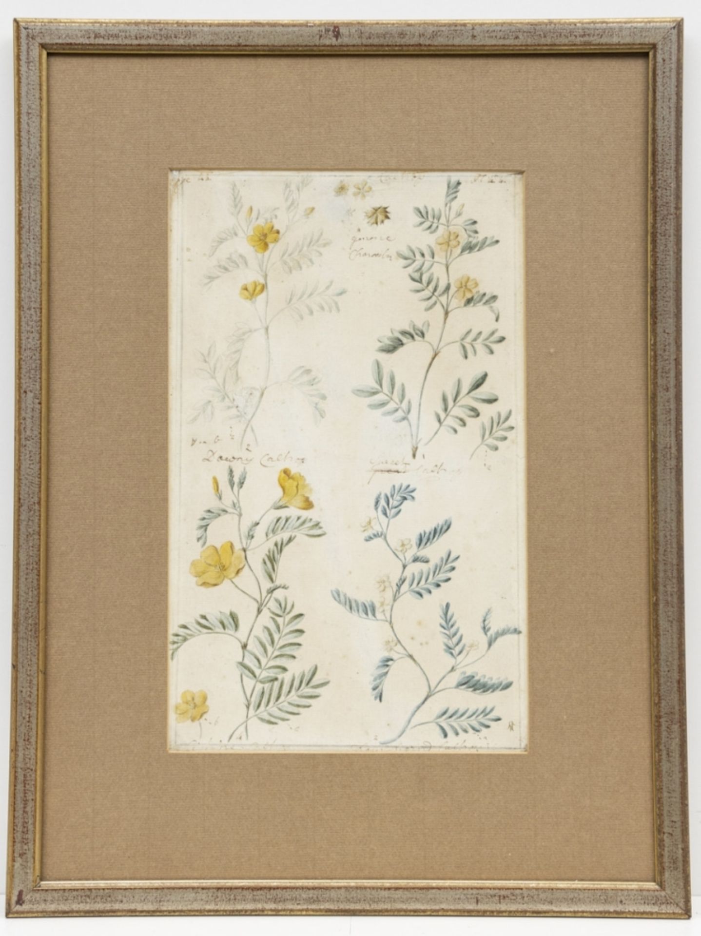 Englischer Künstler um 1800, 7 Pflanzen-Aquarelle - Bild 11 aus 15