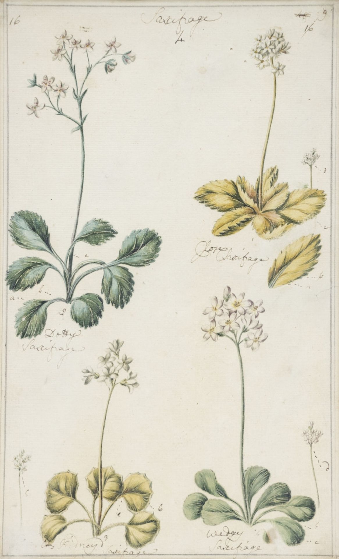 Englischer Künstler um 1800, 7 Pflanzen-Aquarelle - Bild 2 aus 15