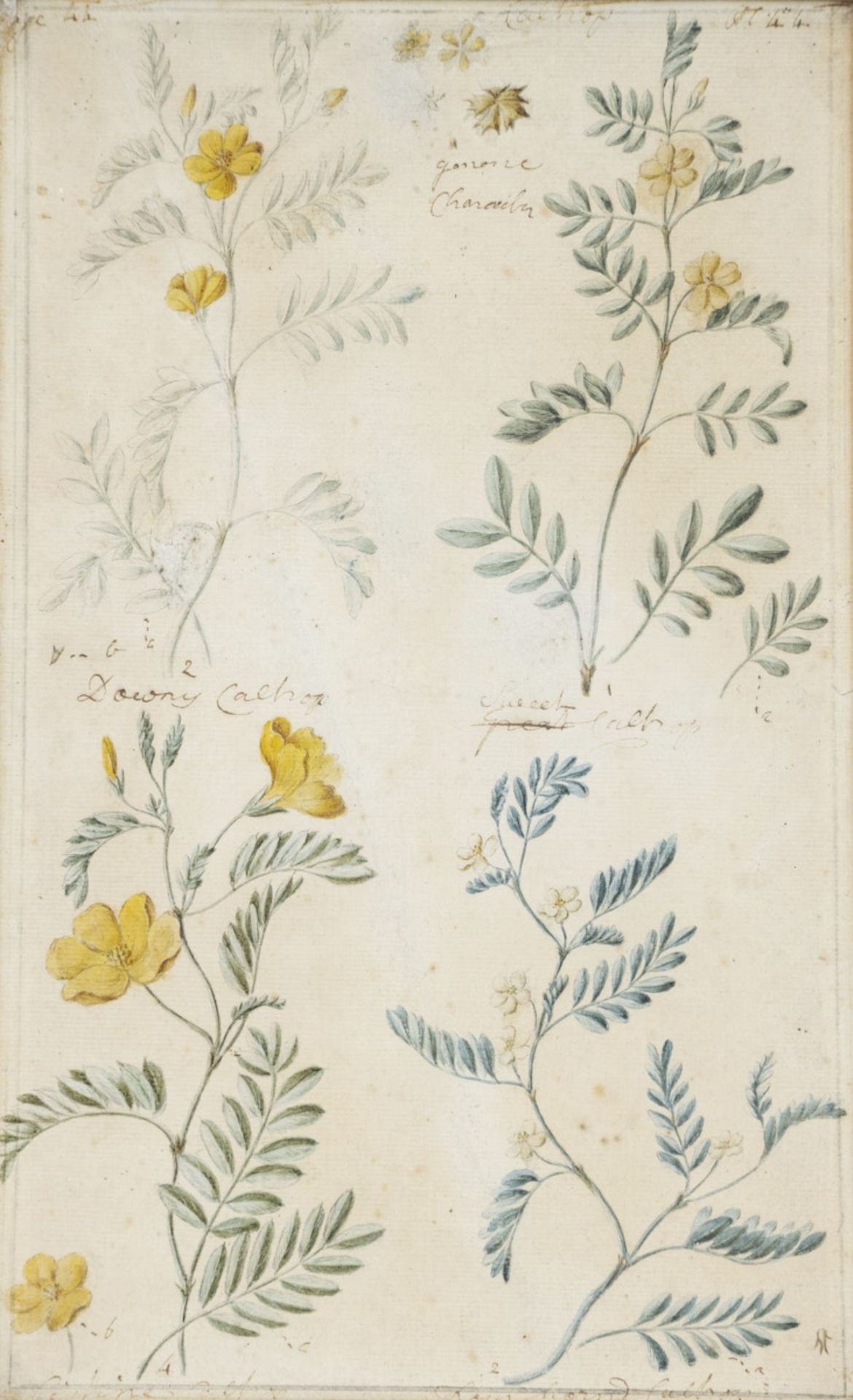 Englischer Künstler um 1800, 7 Pflanzen-Aquarelle - Bild 10 aus 15