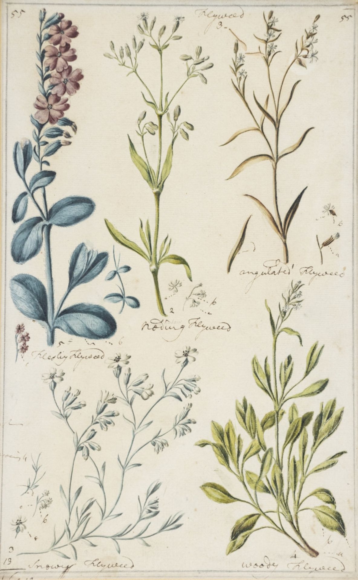 Englischer Künstler um 1800, 7 Pflanzen-Aquarelle - Bild 12 aus 15