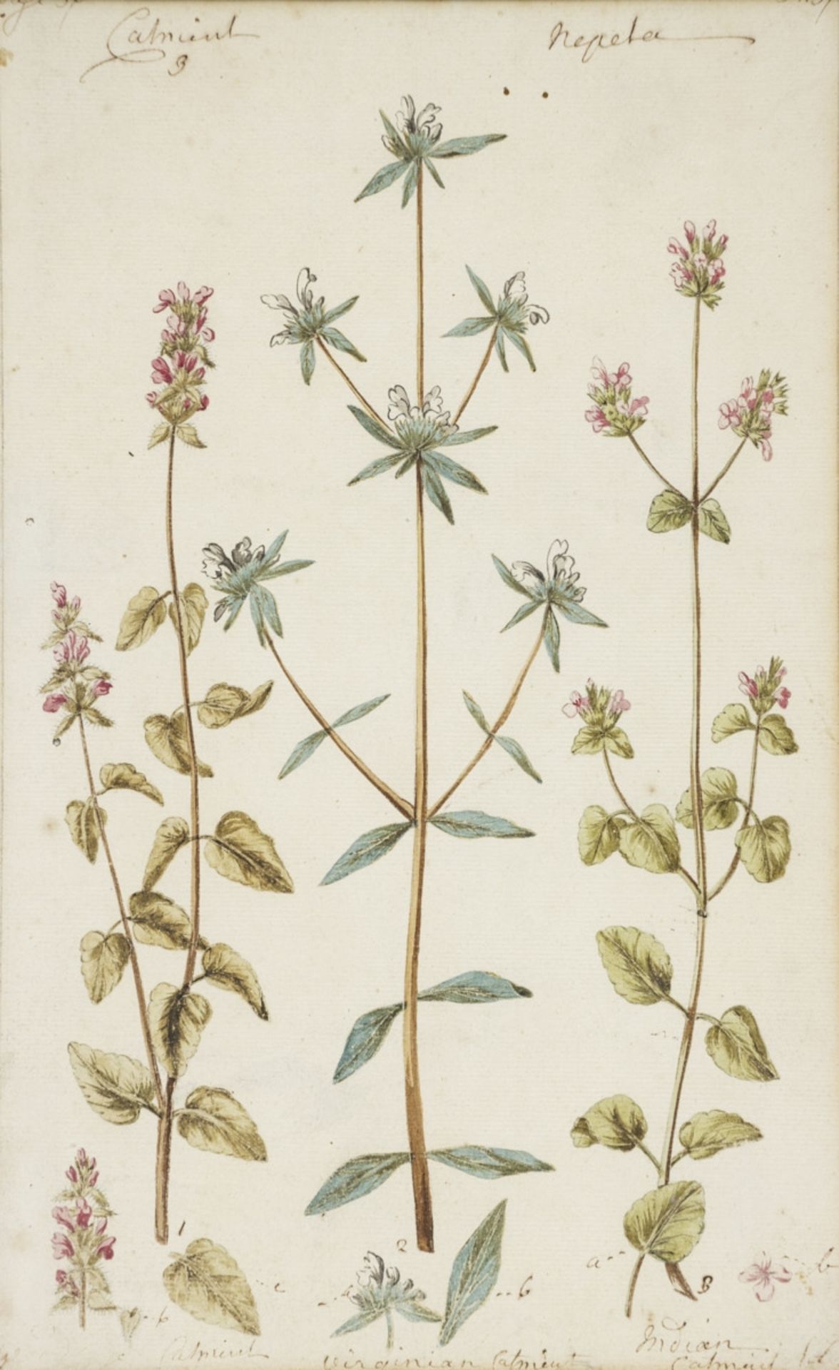 Englischer Künstler um 1800, 7 Pflanzen-Aquarelle - Bild 4 aus 15