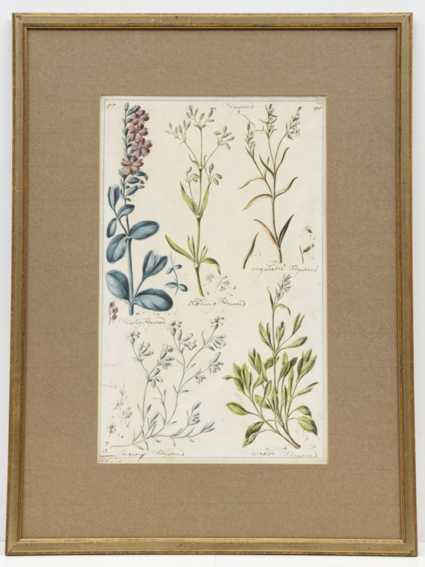 Englischer Künstler um 1800, 7 Pflanzen-Aquarelle - Image 13 of 15