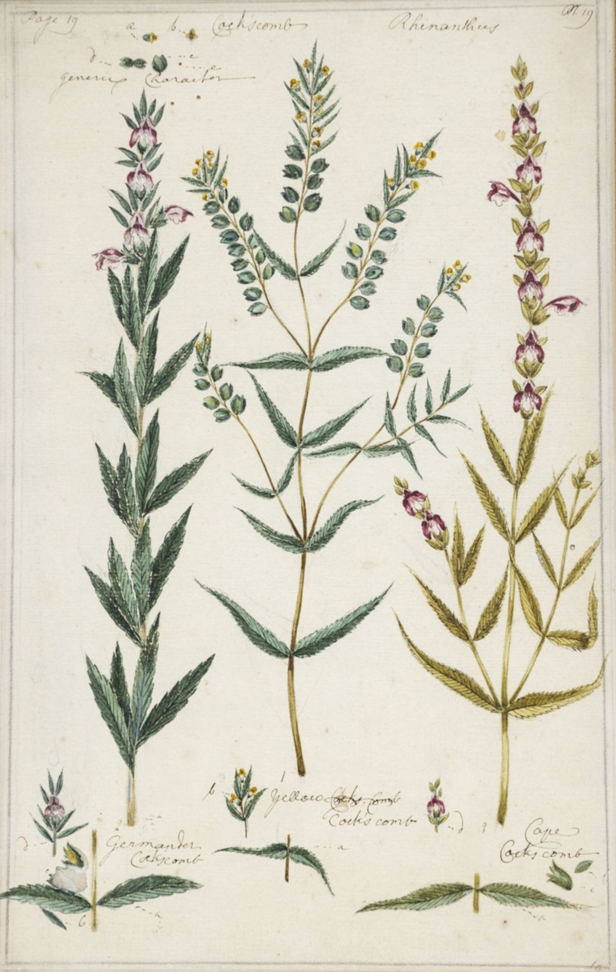 Englischer Künstler um 1800, 7 Pflanzen-Aquarelle - Bild 14 aus 15