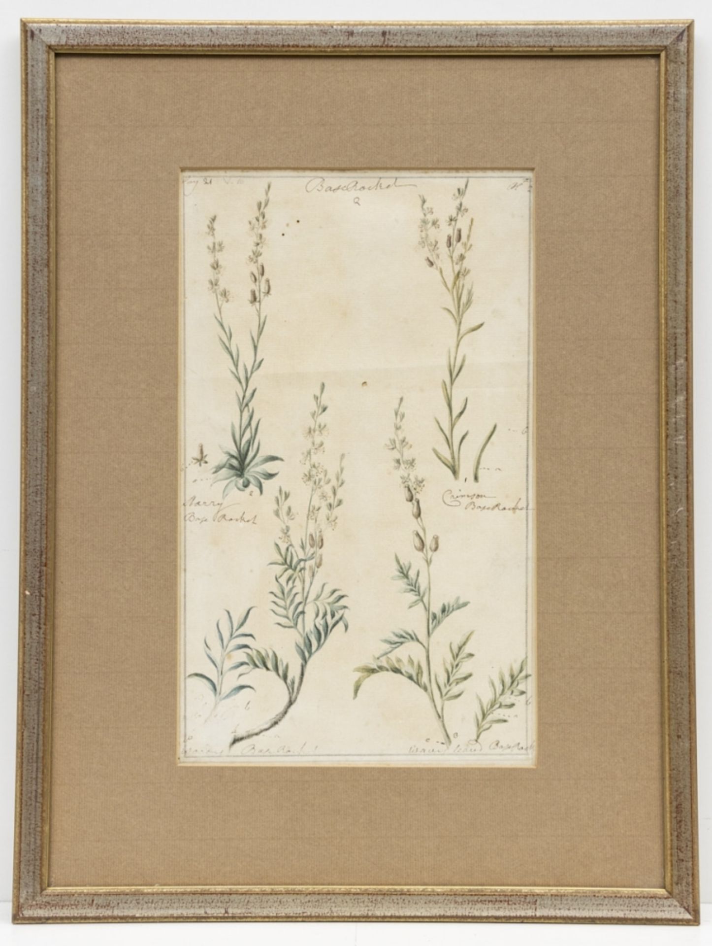 Englischer Künstler um 1800, 7 Pflanzen-Aquarelle - Bild 7 aus 15